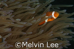 Nemo playing with current. by Melvin Lee 